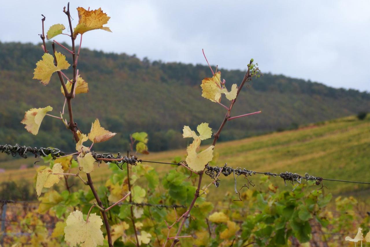 Marcia Donatti - A L'Ombre Des Coteaux Sao Paulo Hotel Kaysersberg-Vignoble ภายนอก รูปภาพ